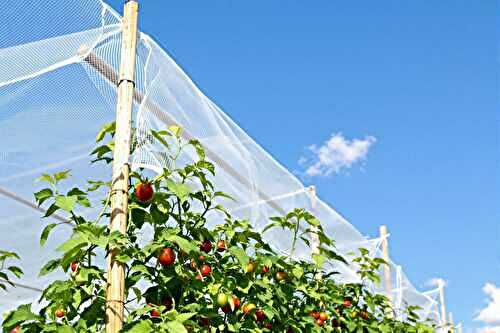 Orages d’été : voici comment j’ai protégé mes tomates avec un bon tuteurage et un filet anti-grêle