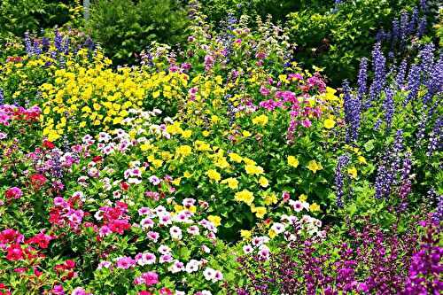Plantes couvre-sol fleuries : lesquelles embellissent encore le sol en juillet ?