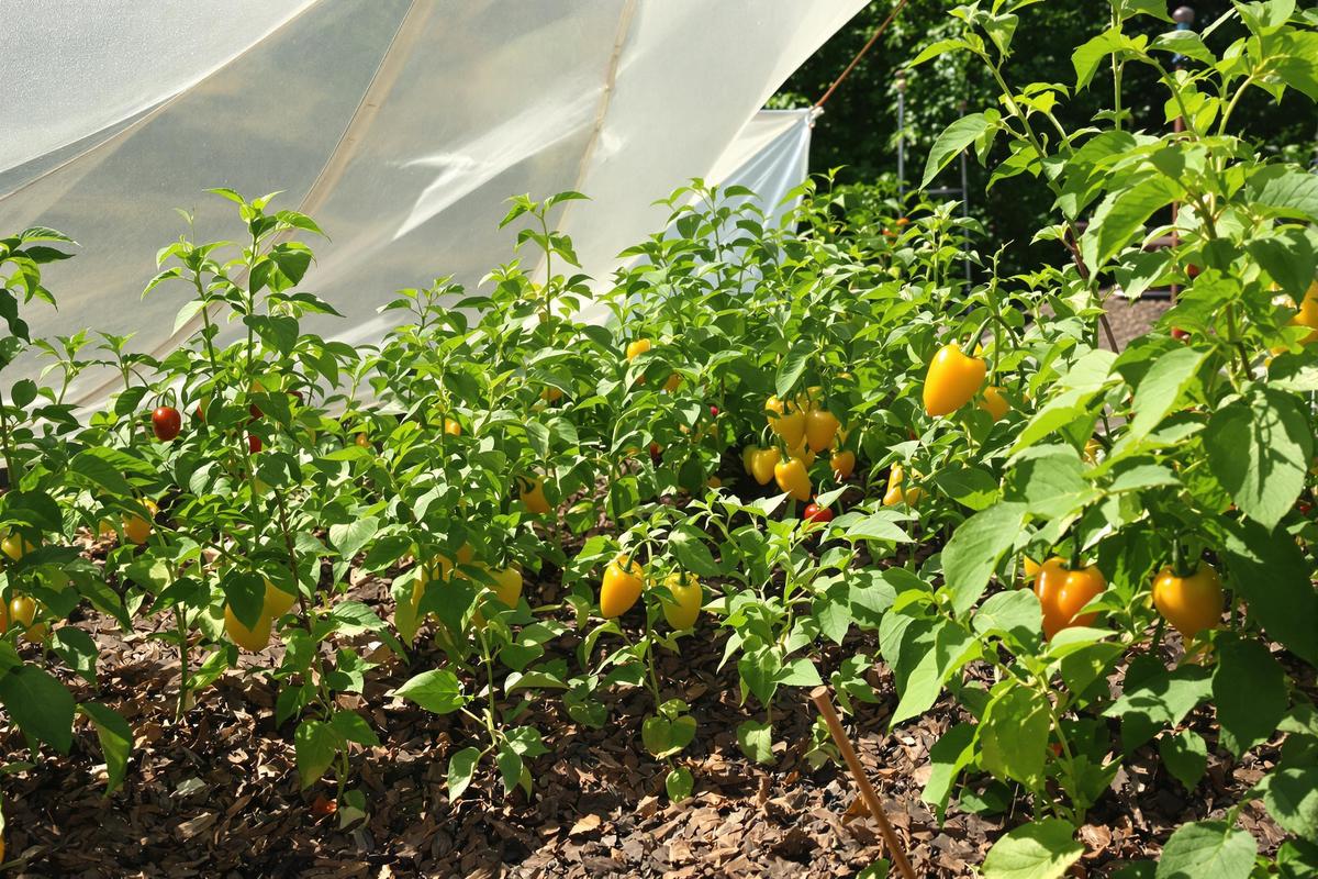 Potager en pause : comment entretenir votre jardin entre deux vagues de chaleur