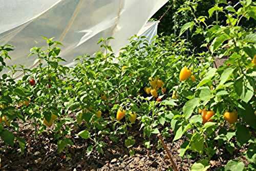 Potager en pause : comment entretenir votre jardin entre deux vagues de chaleur