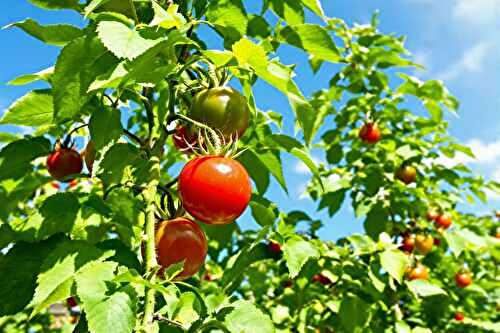 Taille des gourmands en juillet : bon ou mauvais pour vos pieds de tomates ?