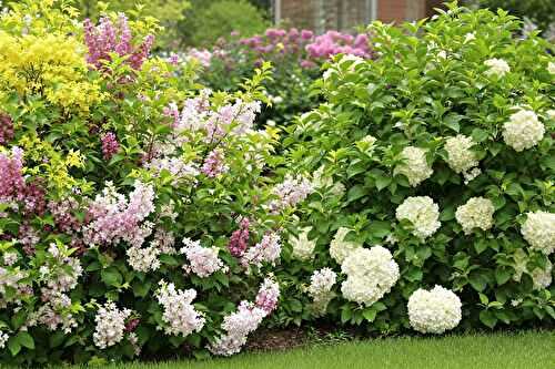 Tailler ses arbustes au bon moment : le guide simple selon leur type de floraison