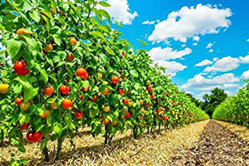 Tomates parfaites tout l’été : l’astuce paillage + arrosage que les pros cachent !