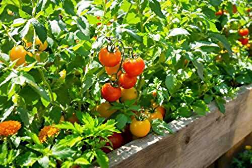 Voici les associations de plantes que j’utilise pour booster mes tomates (et ça marche)