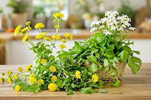 3 plantes sauvages que je cuisine maintenant chaque semaine (et c’est délicieux)