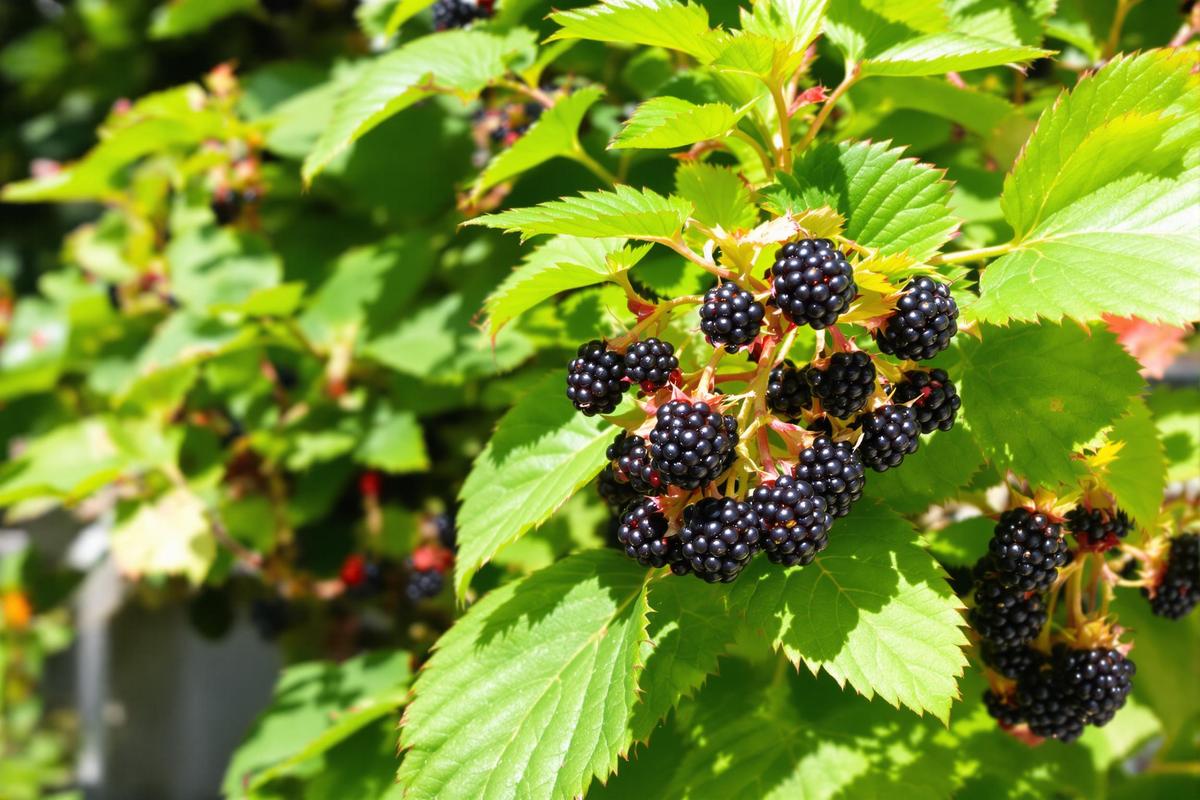 Ce que j’ai appris en cultivant mes propres mûres (même sans grand jardin)