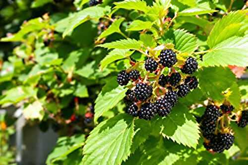 Ce que j’ai appris en cultivant mes propres mûres (même sans grand jardin)