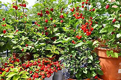 Ces fruits faciles à faire pousser pour vos confitures maison (même sur balcon)