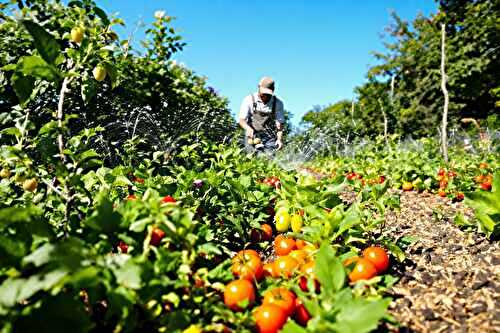 Comment arroser intelligemment son potager après deux canicules