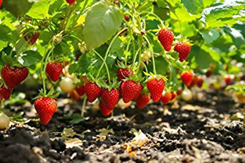 Comment j’ai obtenu des fraises sucrées et juteuses sans aucun engrais