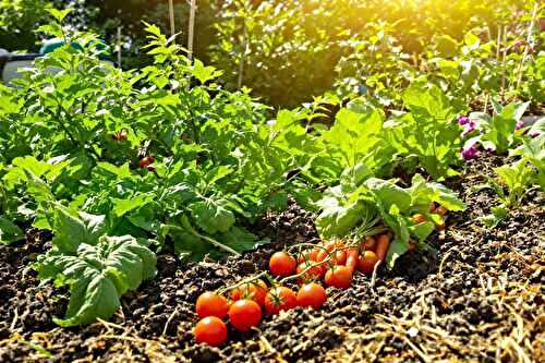 Comment j’économise l’eau au potager sans sacrifier mes récoltes