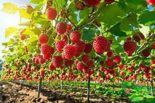 Comment j’obtiens des framboises juteuses et sucrées chaque été