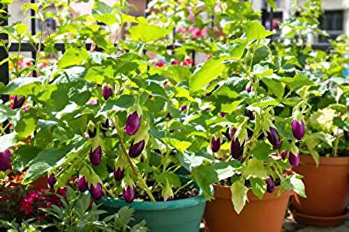 Comment je cultive l’aubergine même sur un petit balcon