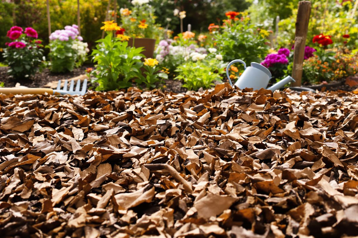 Comment je prépare mon jardin avec un paillage malin en fin d’été