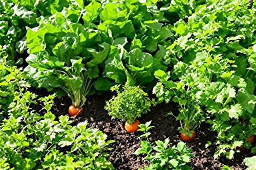 Comment je prépare mon potager en août pour récolter plus à l’automne