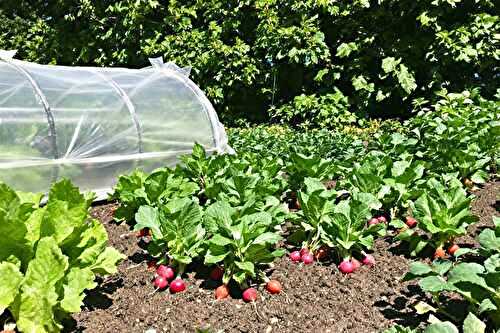 Comment prolonger la production du potager après août