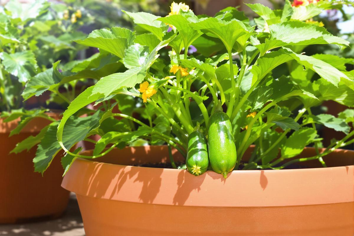 J’ai cultivé des courgettes en pot et évité toutes les maladies (voici comment)