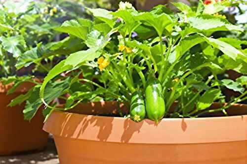 J’ai cultivé des courgettes en pot et évité toutes les maladies (voici comment)