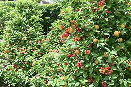 Les arbres fruitiers que j’ai plantés dans mon petit jardin (et qui donnent déjà)