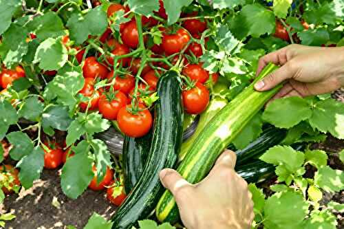 Les erreurs à éviter absolument au moment de récolter tomates et courgettes
