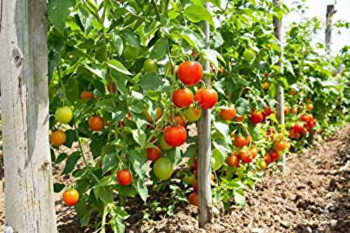 Les erreurs que j’ai faites en cultivant mes tomates (et comment je les ai corrigées)