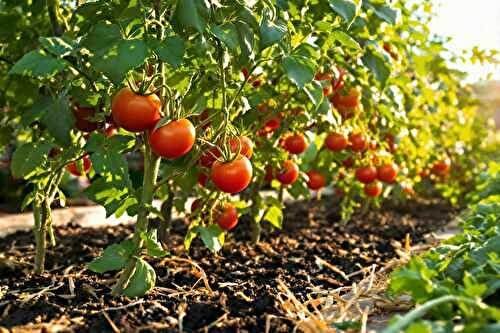 Les erreurs que je faisais en arrosant mes tomates (et la solution toute simple)