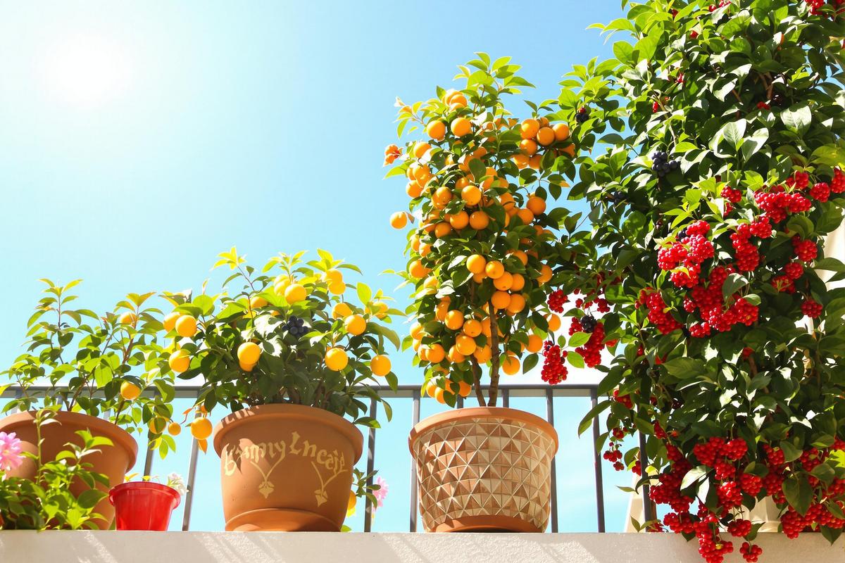 Les fruitiers que j’ai plantés dans des pots (et qui donnent beaucoup !)