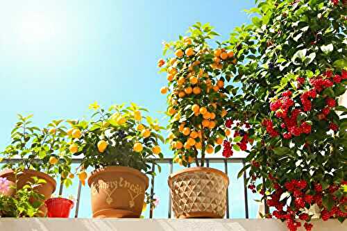 Les fruitiers que j’ai plantés dans des pots (et qui donnent beaucoup !)