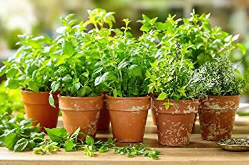 Les herbes que je cultive pour donner du goût à tous mes plats de pâtes