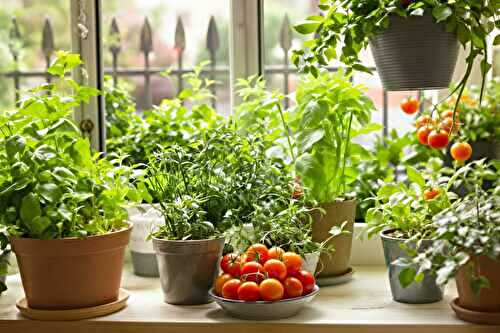 Les légumes que j’ai cultivés facilement… même sans jardin
