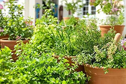 Les plantes et herbes que je cultive pour cuisiner grec toute l’année
