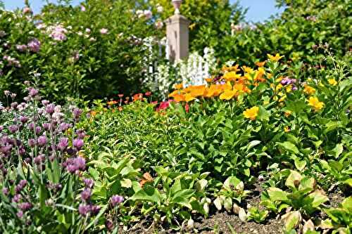 Les vivaces comestibles que j’ai intégrées dans mon potager (et que je recommande)
