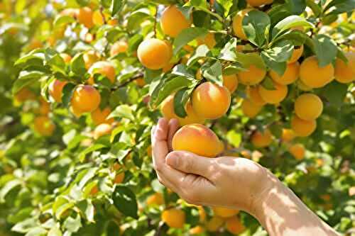 Ma méthode pour récolter des abricots parfaits chaque été