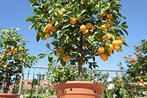 Mon abricotier en pot a donné ses premiers fruits : voici ce que j’ai fait pour y arriver