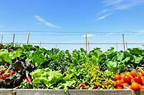 Mon potager en carrés : les 5 légumes que je recommande à tout débutant