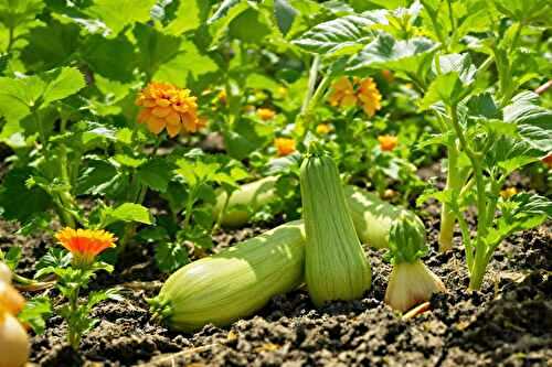 Mon secret pour cultiver de meilleures courgettes ? Le compagnonnage (et ça marche !)