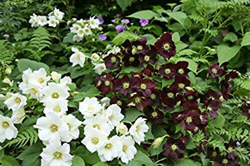 Une vivace résistante au froid et à l’ombre : parfaite pour tout jardin (je l’ai adoptée)