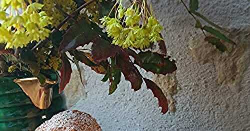 Lamala à la fleur d'oranger & pashka