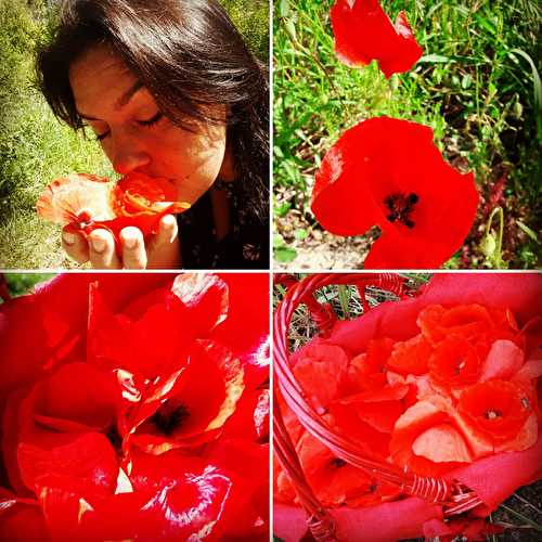 Laissez donc le coquelicot entrer dans votre cuisine