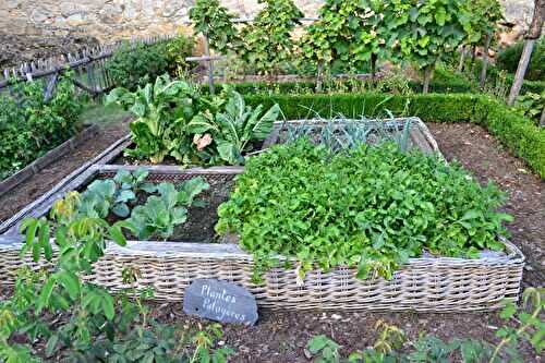 Associez vos légumes du jardin pour les protéger - 🥗 La Cuisine de Coco 🍜