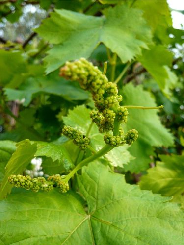 Au jardin : fleurs et fruits - 🥗 La Cuisine de Coco 🍜