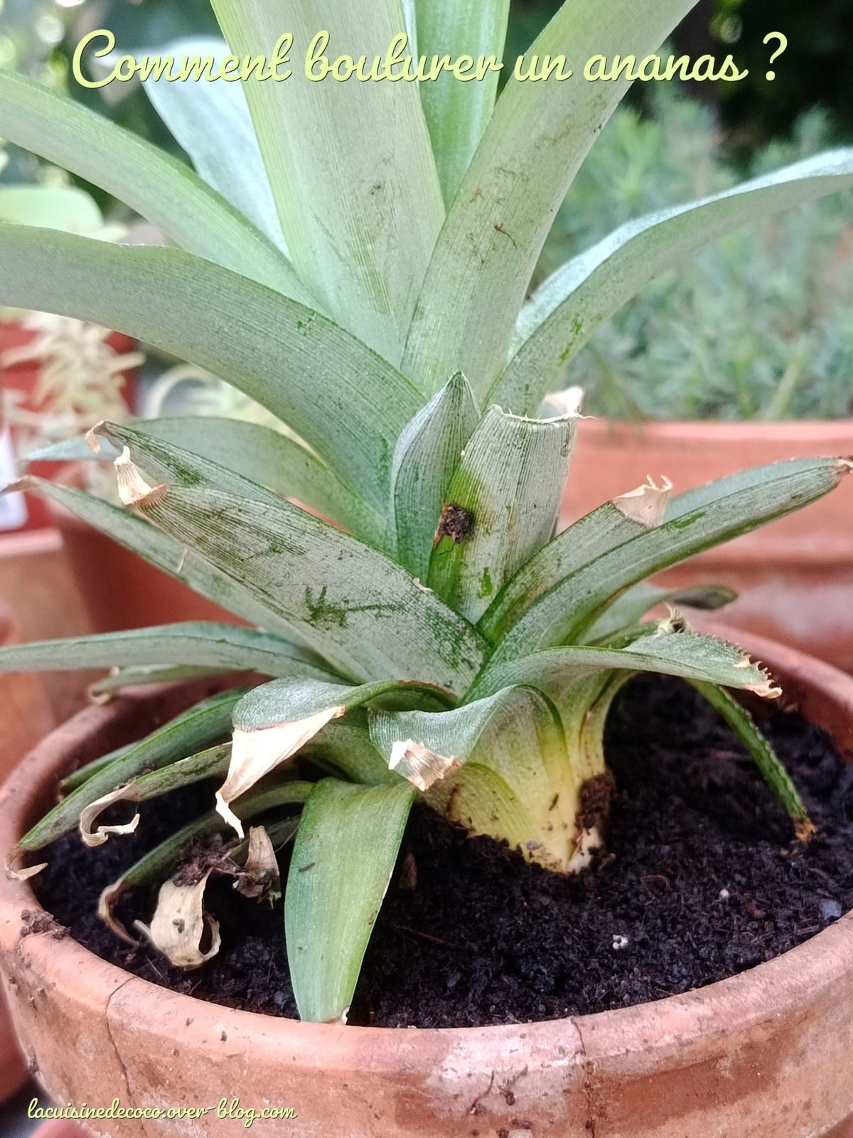 Comment bouturer un ananas ? + Recettes
