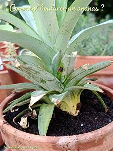 Comment bouturer un ananas ? + Recettes