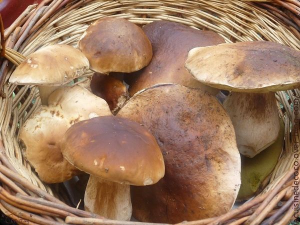 Cueillettes de champignons - 🥗 La Cuisine de Coco 🍜