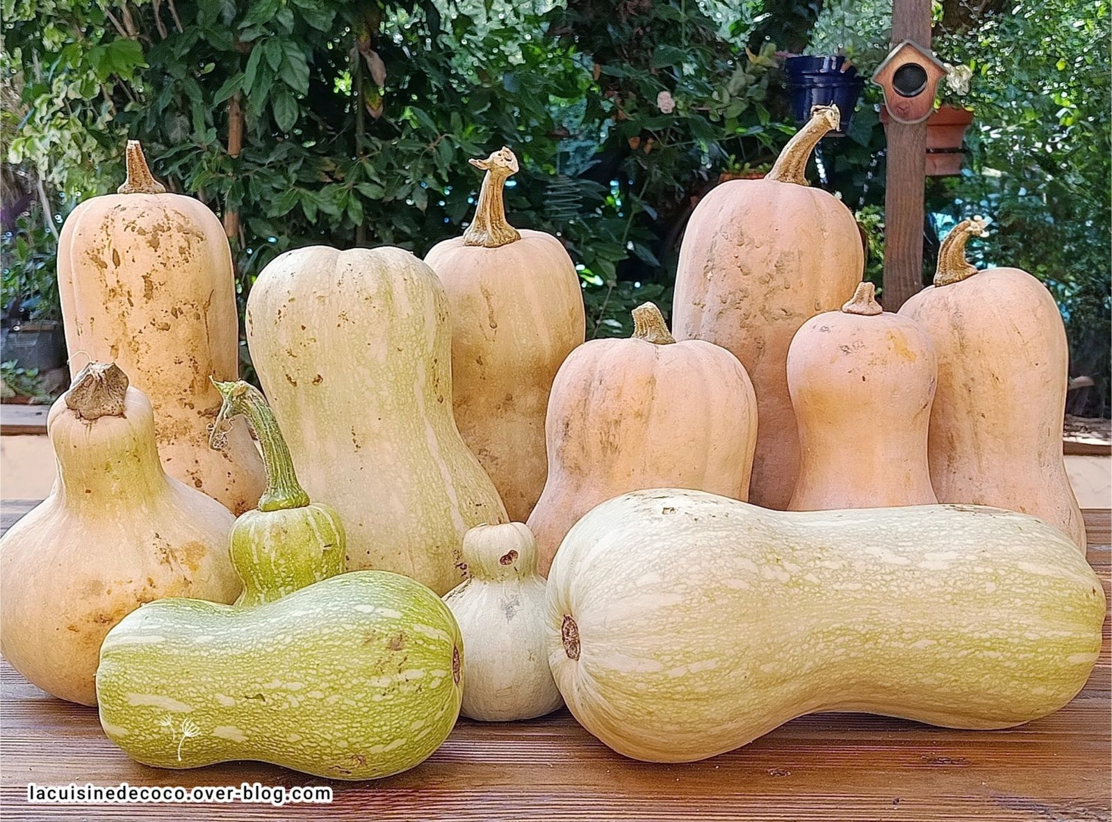 Glanage des courges Butternut et recettes  - 🥗 La Cuisine de Coco 🍜