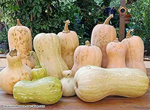Glanage des courges Butternut et recettes - 🥗 La Cuisine de Coco 🍜