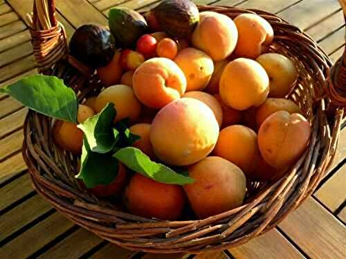 La cueillette des abricots - 🥗 La Cuisine de Coco 🍜