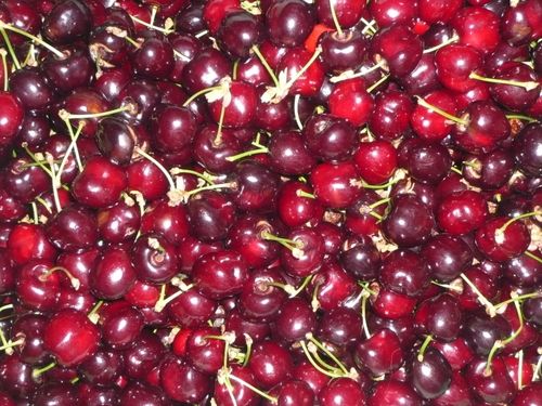 La cueillette des cerises - 🥗 La Cuisine de Coco 🍜