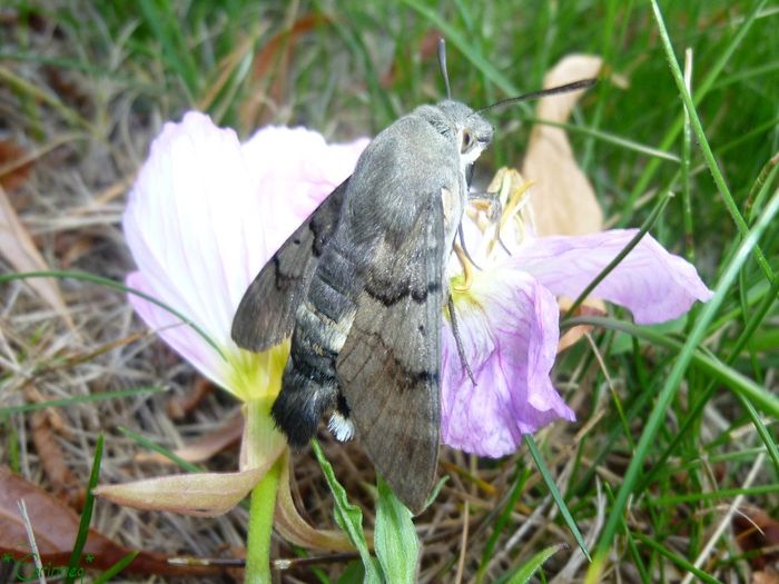 Le Moro-Sphinx (papillon "Colibri") prisonnier de sa gourmandise ... - 🥗 La Cuisine de Coco 🍜