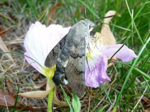 Le Moro-Sphinx (papillon "Colibri") prisonnier de sa gourmandise ... - 🥗 La Cuisine de Coco 🍜